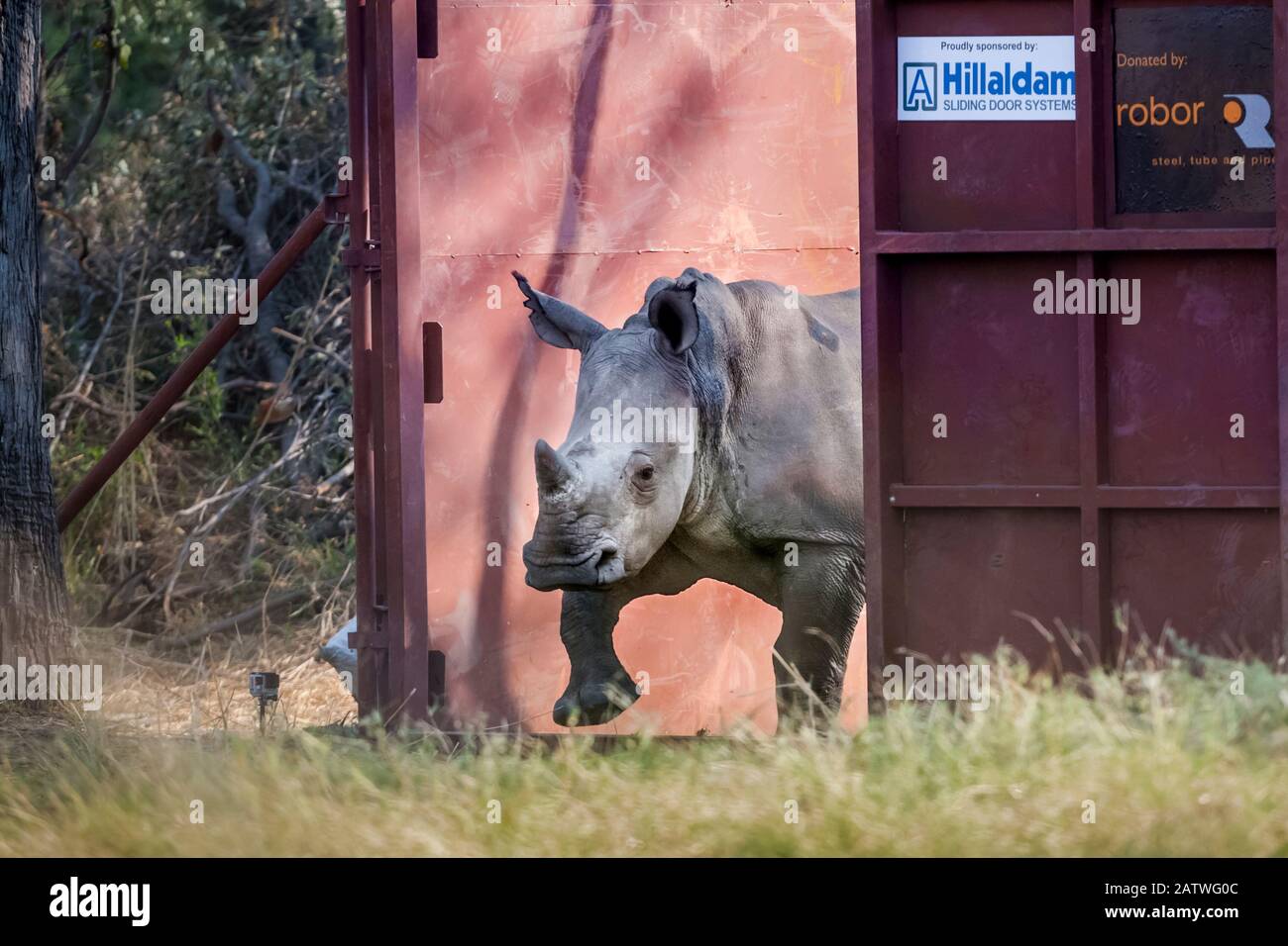 Un giovane rinoceronte bianco (Ceratotherium simum) lascia un recinto sicuro conosciuto come un boma nel Delta di Okavango, nel Botswana settentrionale, dopo essere stato traslocato dal Sudafrica come parte degli sforzi per ricostruire le popolazioni di rinoceronte perse del Botswana. Foto Stock