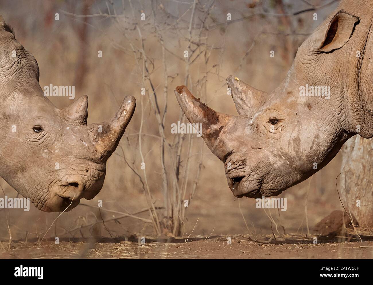 Rinoceronte bianco (Ceratotherium simum) maschio e femmina, faccia a faccia, Parco Nazionale di Mosi Oa Tunya, Zambia. Foto Stock