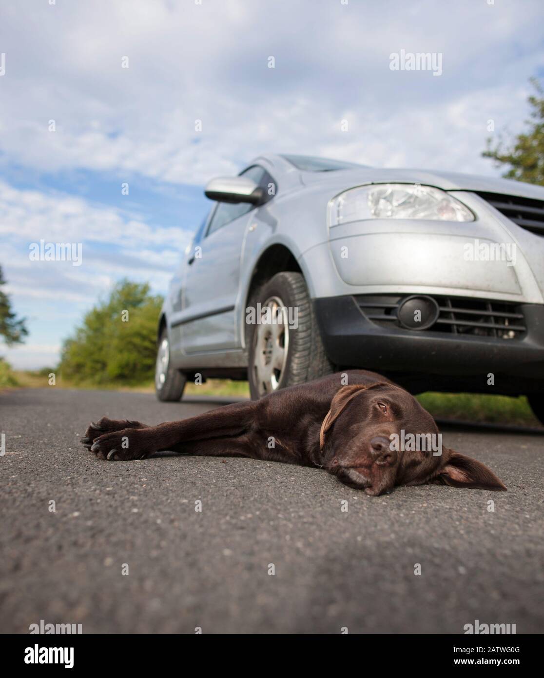 Incidente stradale: Labrador Retriever colpito da auto sdraiata sulla strada. Germania Foto Stock