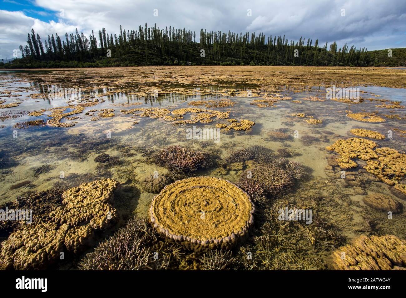 Formazioni coralline a bassa marea nella baia di Prony nella Laguna Meridionale, Lagune della Nuova Caledonia: La diversità della barriera corallina e Gli Ecosistemi Associati Patrimonio dell'Umanità dell'UNESCO. Nuova Caledonia. Foto Stock