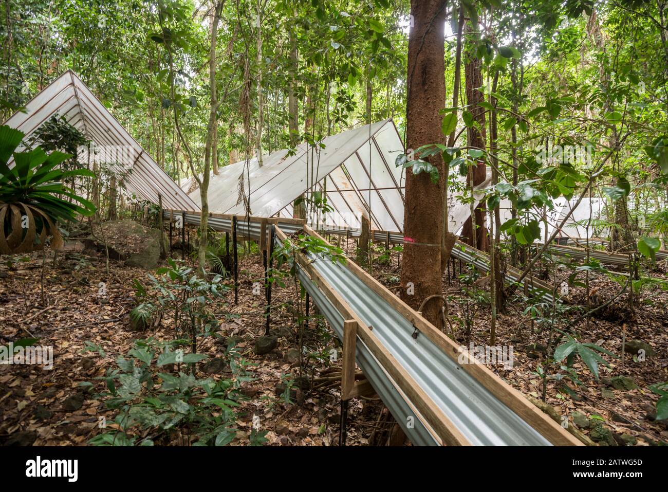 Balbuzie per reindirizzare l'acqua all'Esperimento Della Siccità di Daintree, dove le piante della foresta pluviale sono cresciute sotto copertura per vedere come rispondono alla siccità. Daintree Rainforest Observatory, Queensland Settentrionale, Australia. Settembre 2015 Foto Stock