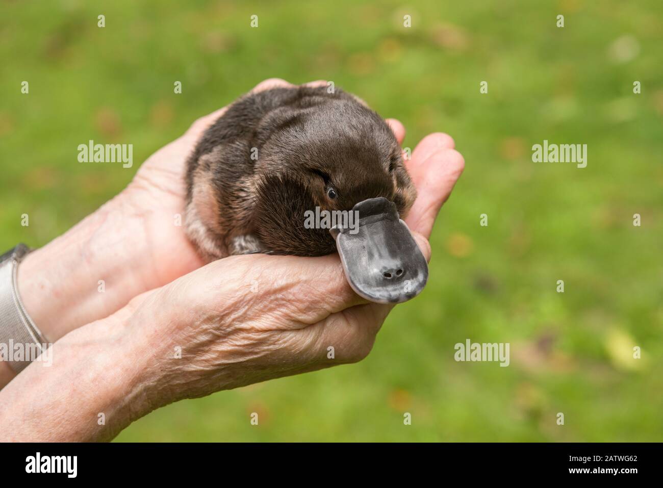 Fauna selvatica carer Margit Cianelli in possesso di Platypus (Ornithorhynchus anatinus) orfano, Atherton Tablelands, Queensland, Australia. Modello rilasciato. Foto Stock