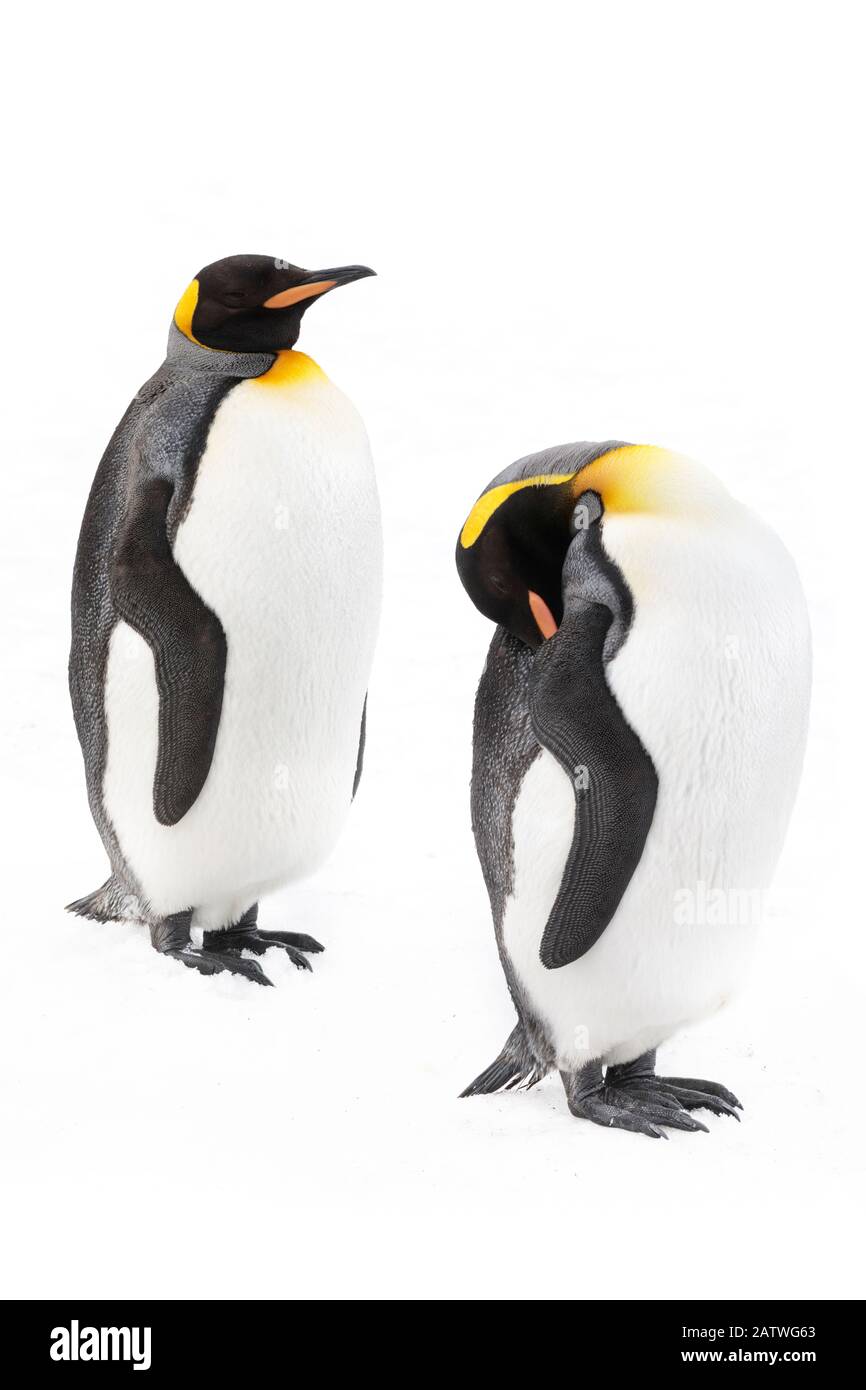 Pinguini reali (Aptenodytes patagonicus). Grytviken, Georgia Del Sud. Novembre. Foto Stock