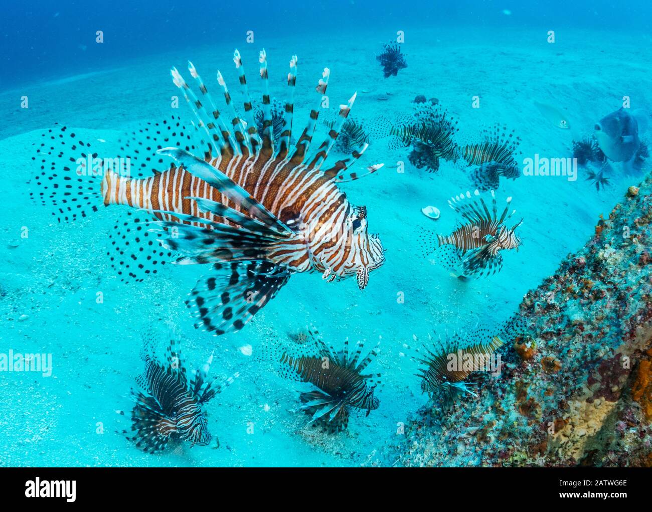 Lionfish invasivo (Pterois volitans) che hanno preso il controllo e stanno pulendo il pesce nativo nell'oceano Atlantico. Le densità più elevate si trovano nel golfo settentrionale del Messico. Destin, Florida, Stati Uniti. Foto Stock