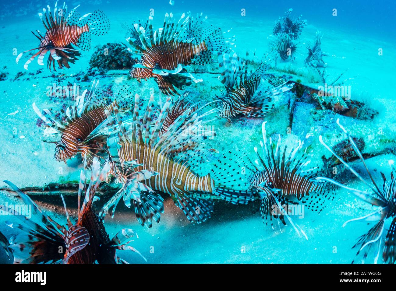 Lionfish invasivo (Pterois volitans) che hanno preso il controllo e stanno pulendo il pesce nativo nell'oceano Atlantico. Le densità più elevate si trovano nel golfo settentrionale del Messico. Destin, Florida, Stati Uniti. Foto Stock