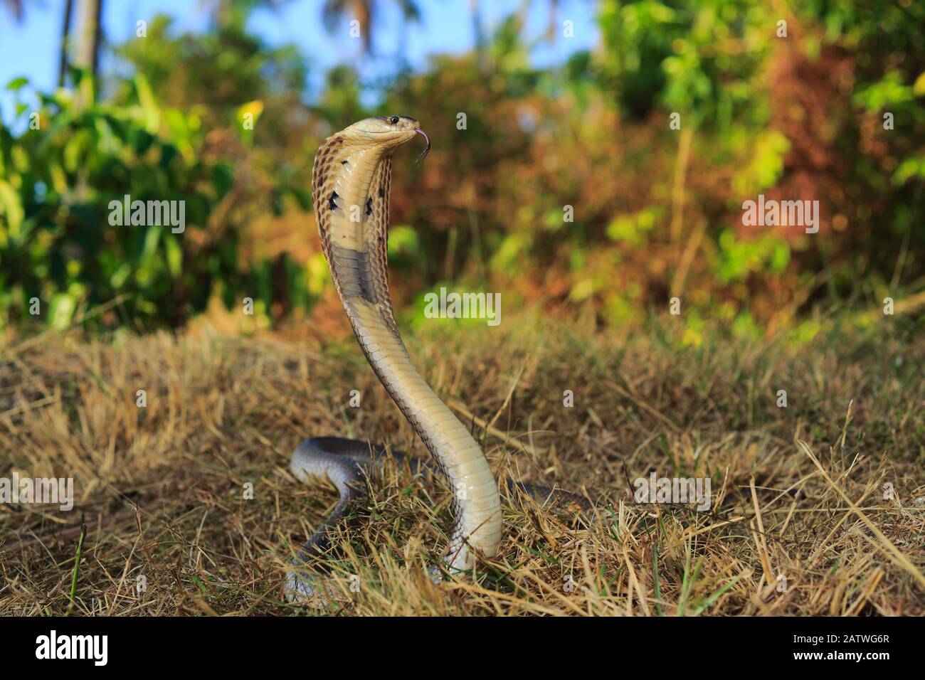 Cobra Monocered (Naja kaouthia) su piantagione di gomma a Phak Lok, Isola di Phuket, Thailandia . Foto Stock