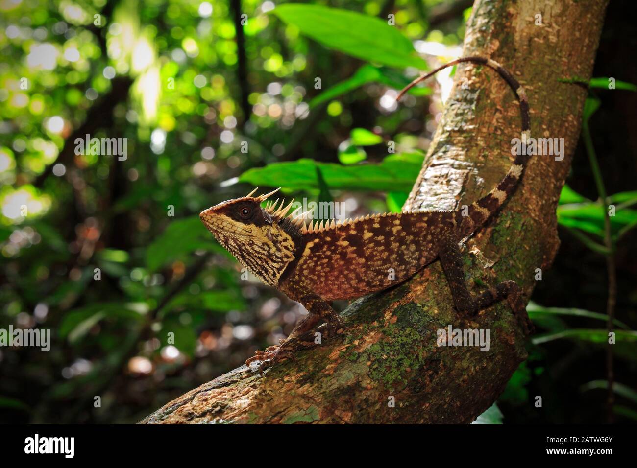 Lucertola di albero cornuto di Phuket (Acanthosaura phuketensis) vicino alla cascata di Bang Pae, Khao Phra Thaew NP, Isola di Phuket, Thailandia. Foto Stock