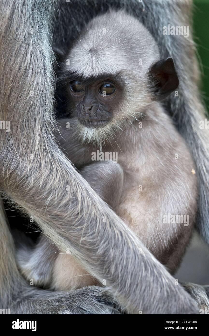 Langur grigio tufted (Semnopithecus priam priam) bambino, Sri Lanka. Foto Stock