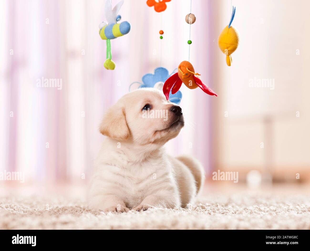 Labrador Retriever. Cucciolo che guarda un cellulare. Germania Foto Stock