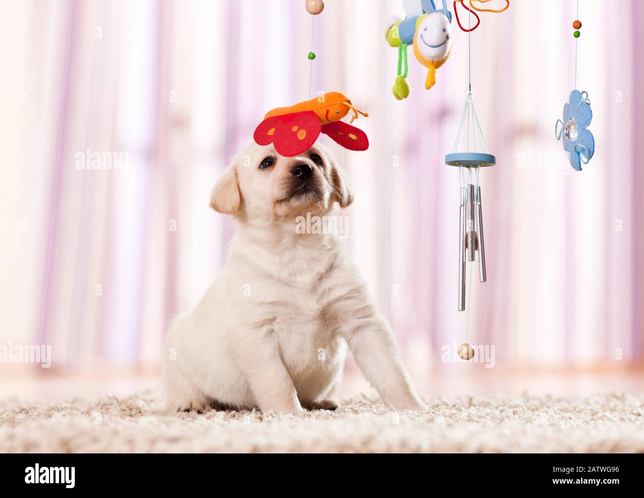 Labrador Retriever. Cucciolo che gioca con un cellulare. Germania Foto Stock