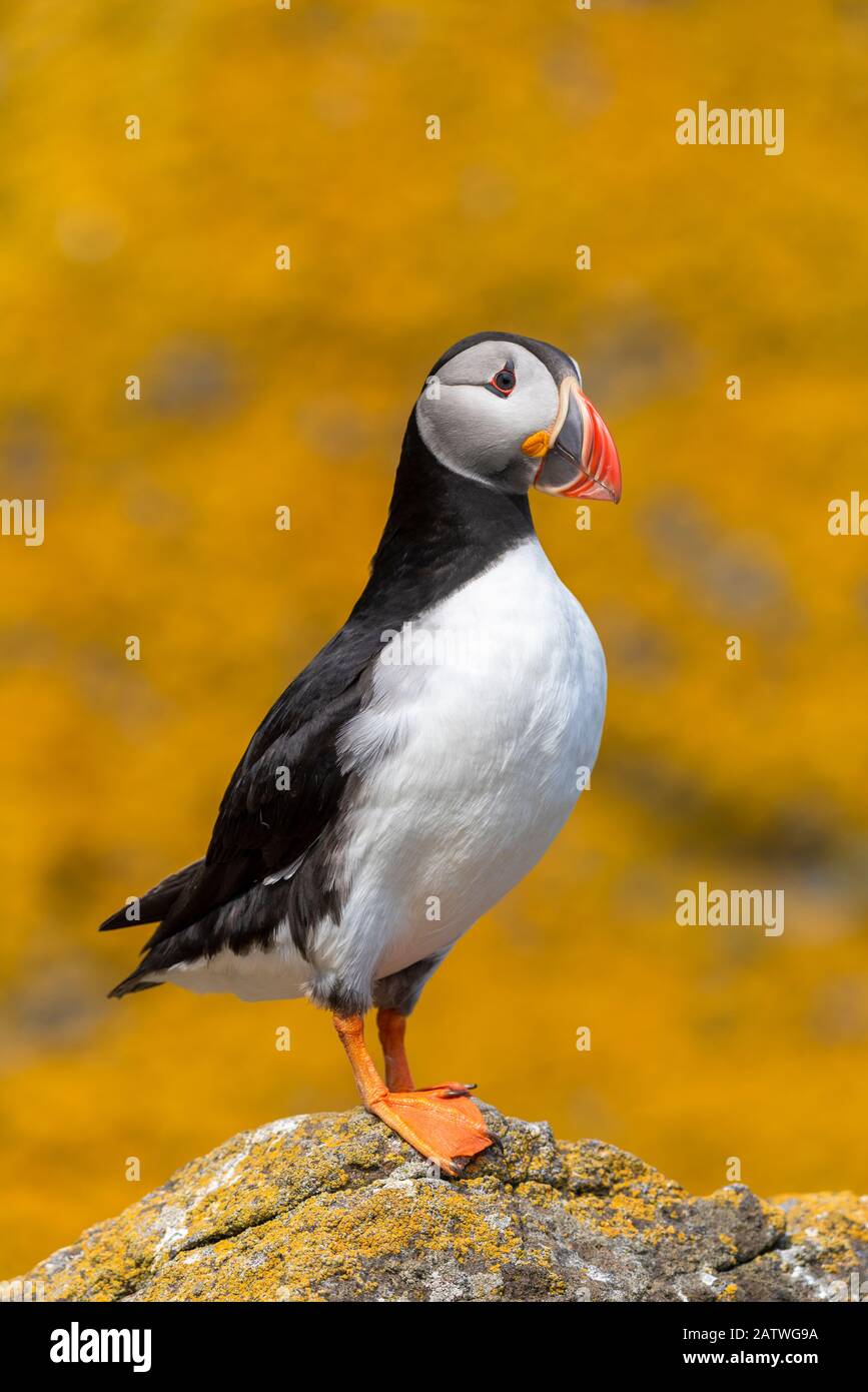 Puffin (Fratercola artica) con lichen arancione mare (Calplaca marina) coperto roch dietro, Shiant Isles, Ebridi Esterne, Scozia, Regno Unito. Giugno. Foto Stock