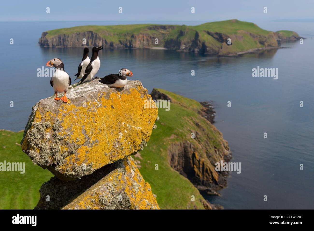 Puffins (Fratercola arctica) e Razorbbils (Alca torda) con Eilean Mhuire dietro, Shiant Isles, Outer Hebrides, Scozia, Regno Unito. Giugno 2018 Foto Stock