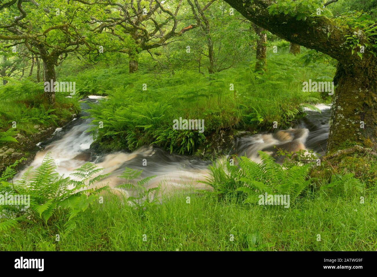 Stream in spate in foresta di querce autoctone in estate, Clonaig, Kintyre, Argyll, Scozia, Regno Unito, luglio 2015. Foto Stock