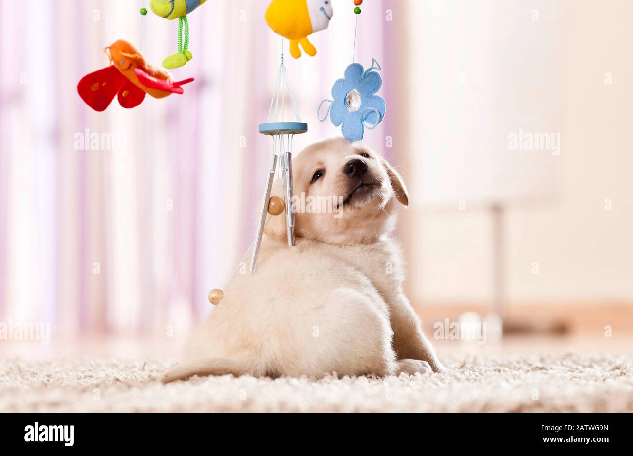 Labrador Retriever. Cucciolo che gioca con un cellulare. Germania Foto Stock