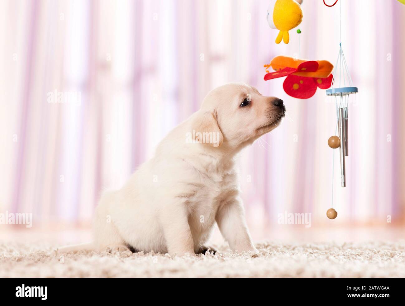 Labrador Retriever. Cucciolo che sniffing a un cellulare. Germania Foto Stock