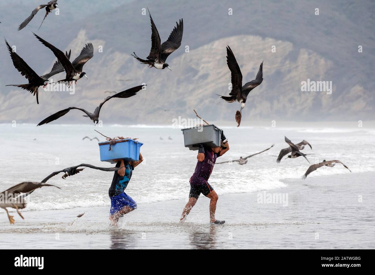 Magnifici Fregatuccellini (Fregata magnificens) che cercano di rubare pesci dai pescatori provenienti sulla terra con una cattura fresca, Puerto Lopez, Penisola di Santa Elena, Provincia di Manabi, Ecuador, luglio Foto Stock