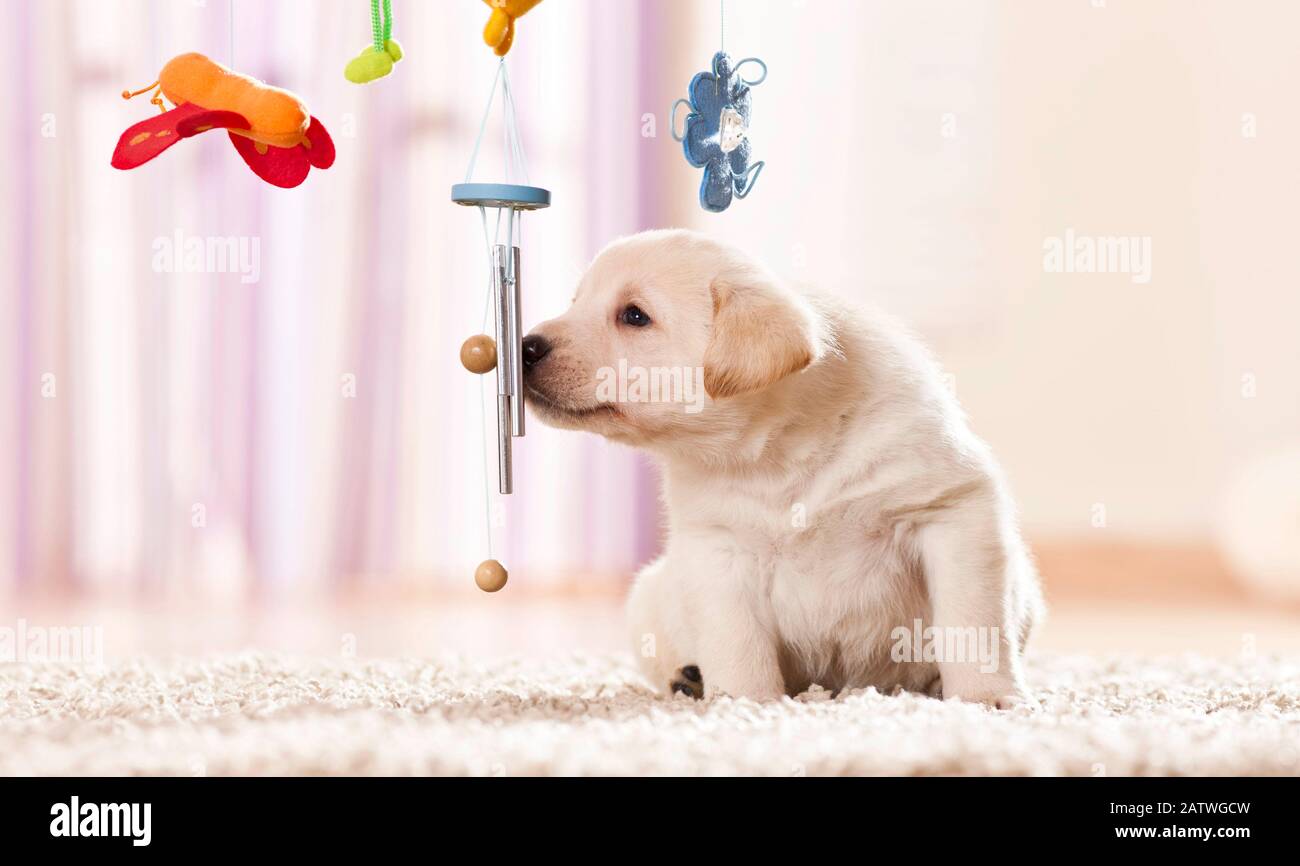 Labrador Retriever. Cucciolo che sniffing a un cellulare. Germania Foto Stock