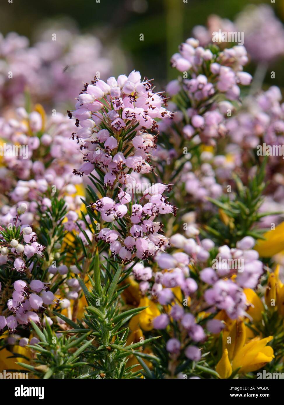 Cornish heath (Erica vagans) ammassarsi fioritura su montane pascolo, sopra i laghi di Covadonga a 1300m, Picos de Europa, Asturias, Spagna, Agosto. Foto Stock