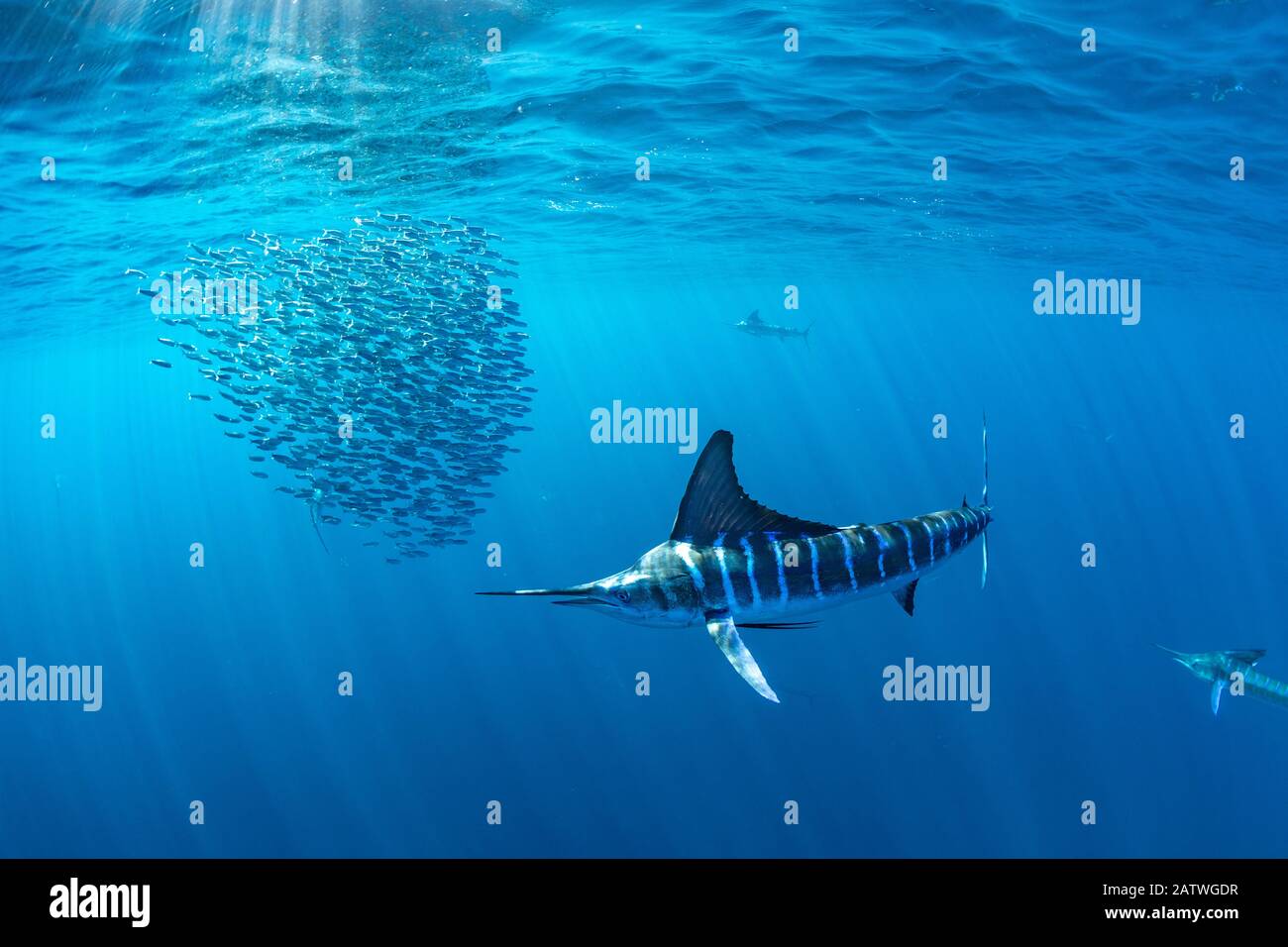 Marlin striato (Kajikia audax) caccia Sardine (Sardinops sagax) in esca palla. Magdalena Bay, Baja California Sur, Messico. Foto Stock