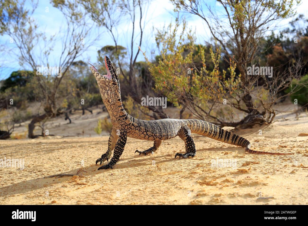 Heath Monitor (Varanus rosenbergi) maschio che recitò una minaccia di esposizione, in mallee / heath habitat vicino a Pinnaroo, South Australia. Foto Stock