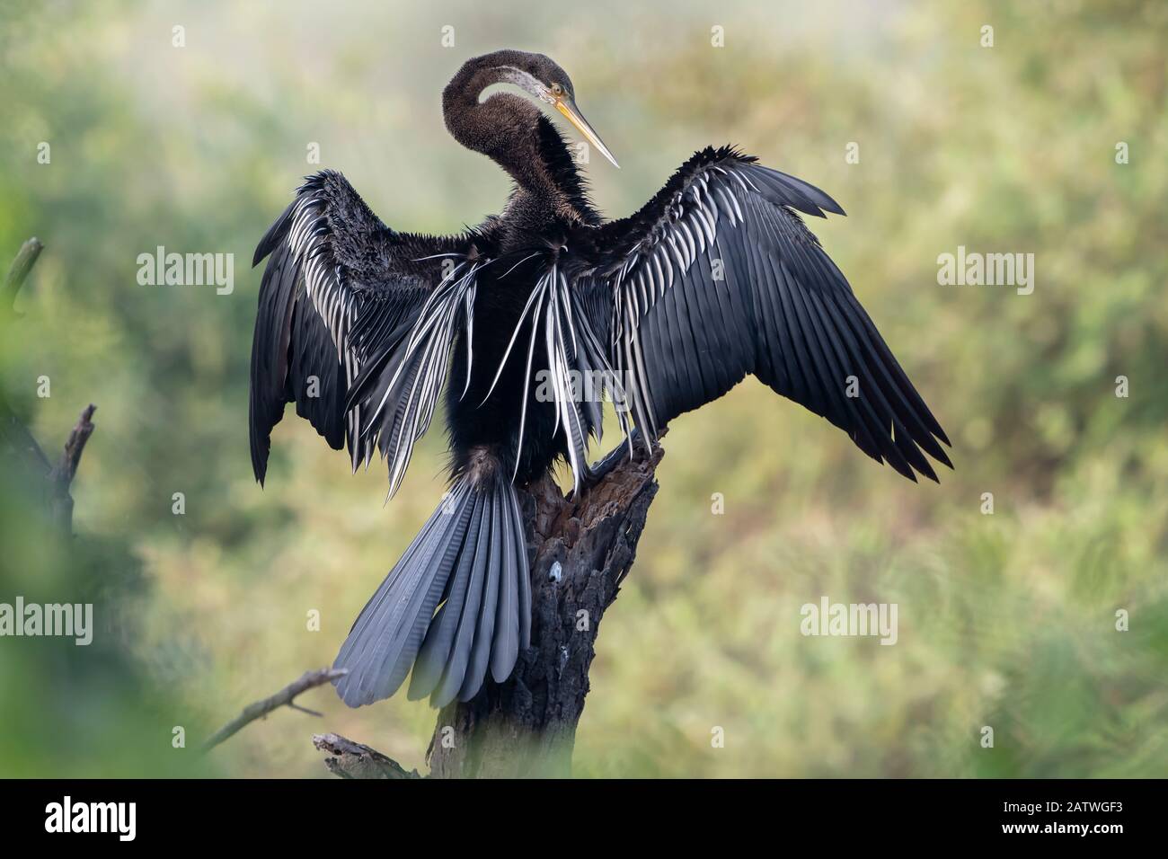 Darter (Anhinga melanogaster) che asciuga le ali, Keoladeo NP, Bharatpur, India Foto Stock