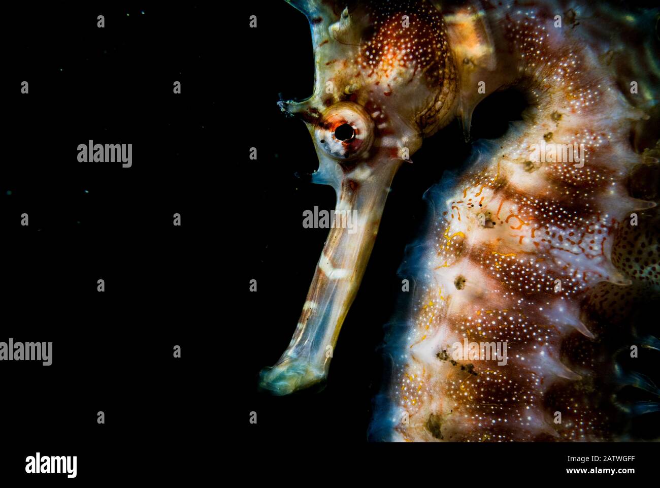 Cavallo di mare spinoso o spinoso (Hippocampus histrix) ritratto fatto fuori Anilao, Filippine. Foto Stock