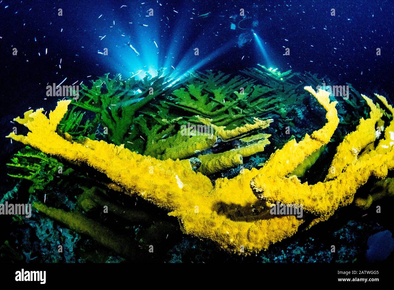 Coralli Elkhorn (Acropora palmata) di notte silhouette da una luce scienziati durante la annuale generazione di coralli. Abaco, Bahamas. Foto Stock