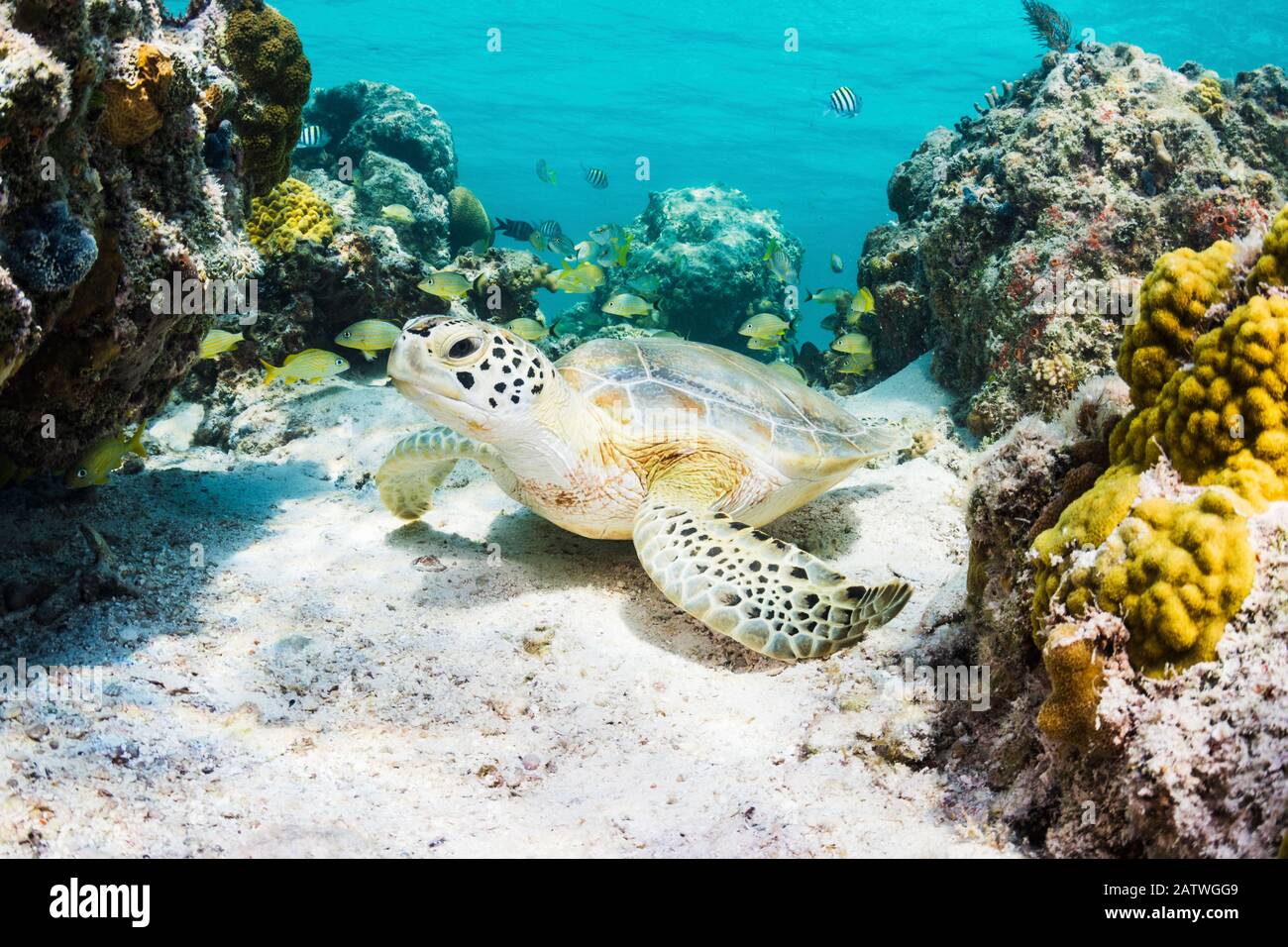 Tartaruga marina verde (Chelonia mydas) riposante in una barriera corallina. Eleuthera, Bahamas. Foto Stock