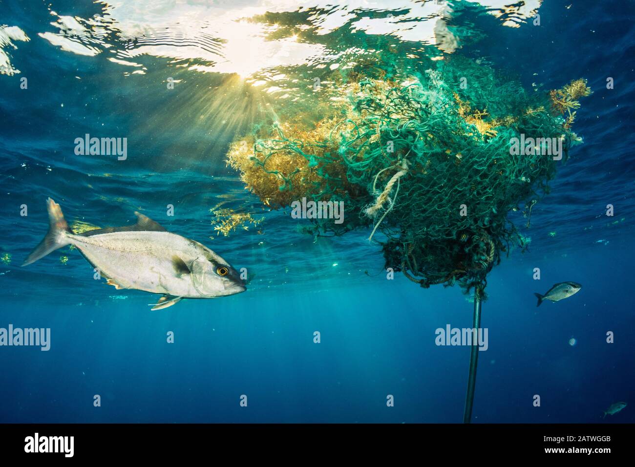 Almaco jack (Seriola rivolta) utilizza una rete di pesca scartata, che deriva nell'oceano aperto come riparo. Bahamas. Foto Stock