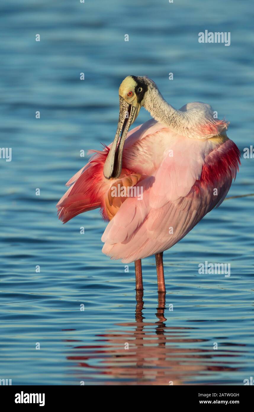 Roseate Spoonbill (Ajaia ajaja) adulto nell'allevamento piumaggio preening coda piume, Black Point Wildlife Drive, Merritt Island National Wildlife Refuge, Florida, USA, gennaio. Foto Stock