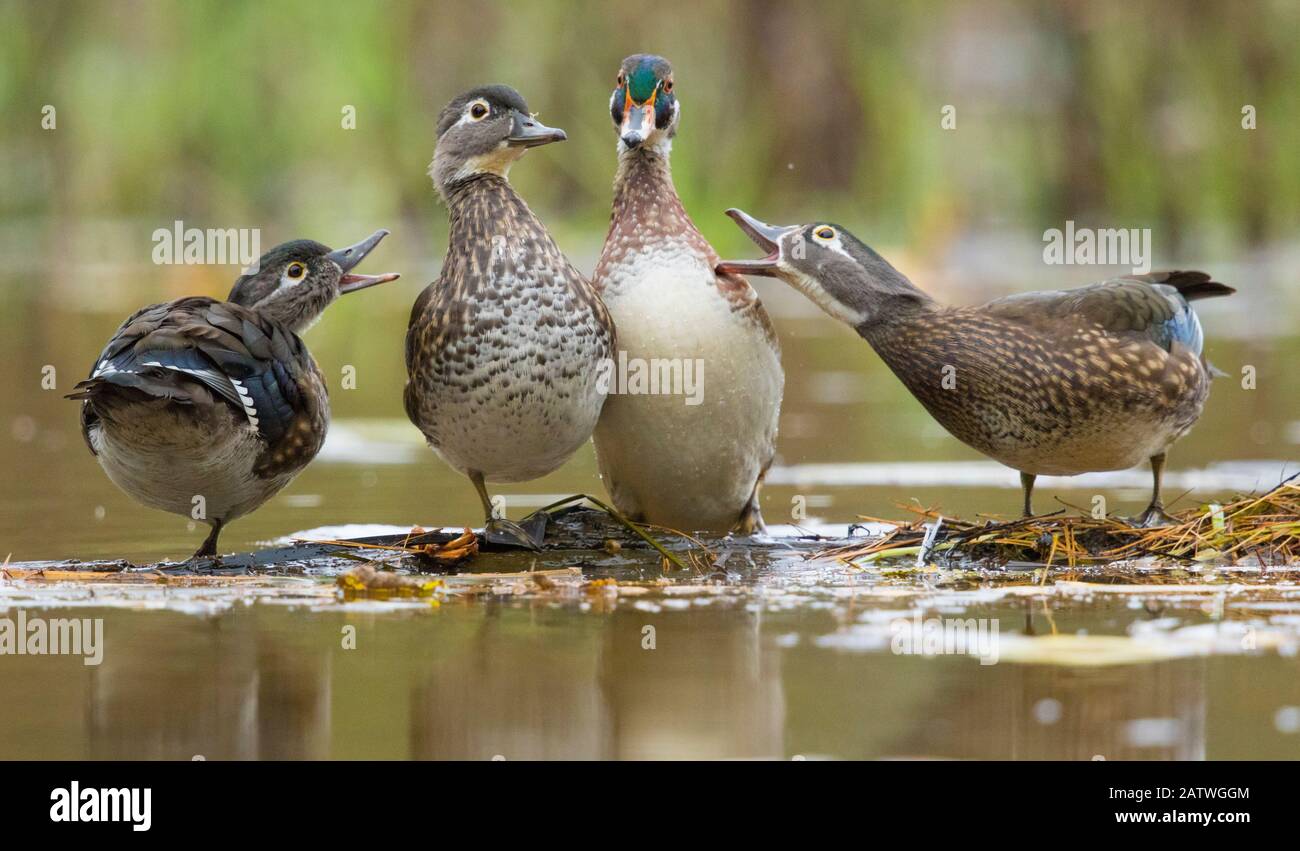 Wood Ducks (Aix sponsa), le femmine si comportano in modo aggressivo verso un maschio (secondo da destra) che sta cercando di unirsi a loro su un tronco galleggiante, autunno, New York, Stati Uniti, ottobre. Foto Stock