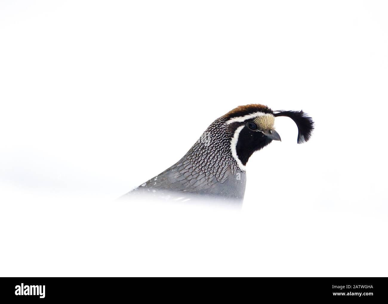 Quail californiano (Callipepla californnica), maschio emergente da dietro la banca della neve in inverno, bacino del lago Mono, California, Stati Uniti Foto Stock