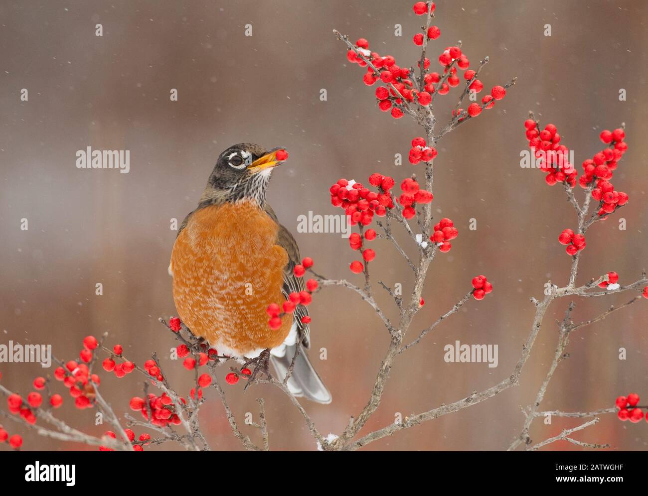 American Robin (Turdus migratorius), nutrirsi di frutti di winterberry (Ilex) in inverno, New York, USA, dicembre. Foto Stock
