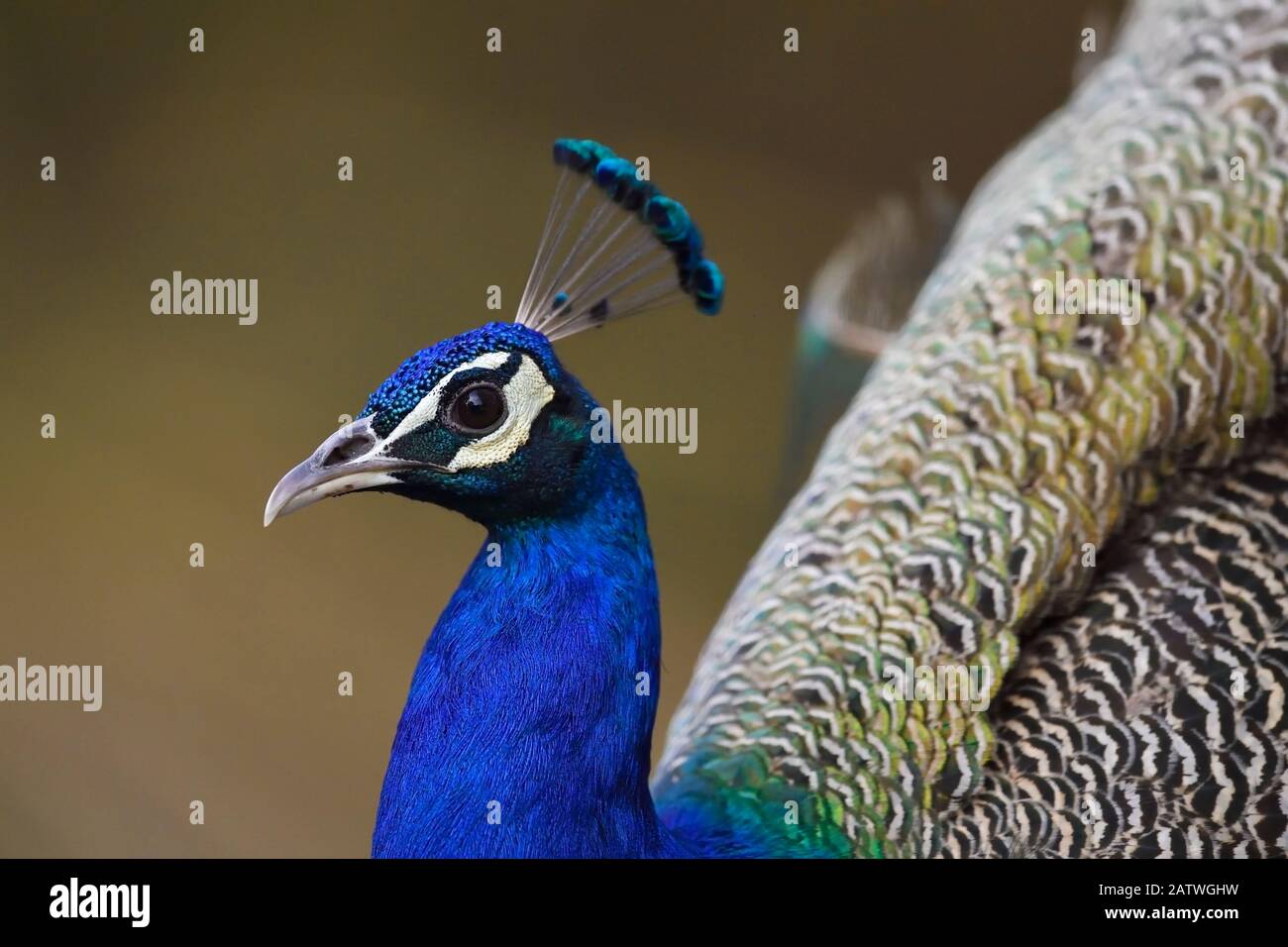 Uccelli selvatici indiani o uccelli selvatici blu (Pavo crystatus) Keoladeo Ghana National Park, Bharatpur, Rajasthan, India Foto Stock