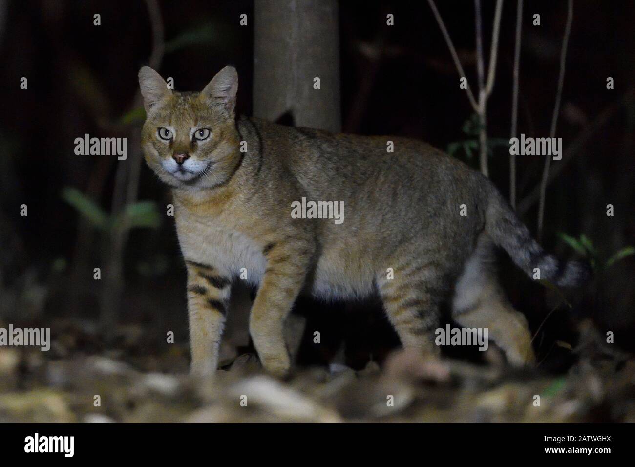 Jungle Cat (Felis chaus) di notte, Kanha National Park e Tiger Reserve, Madhya Pradesh, India Foto Stock