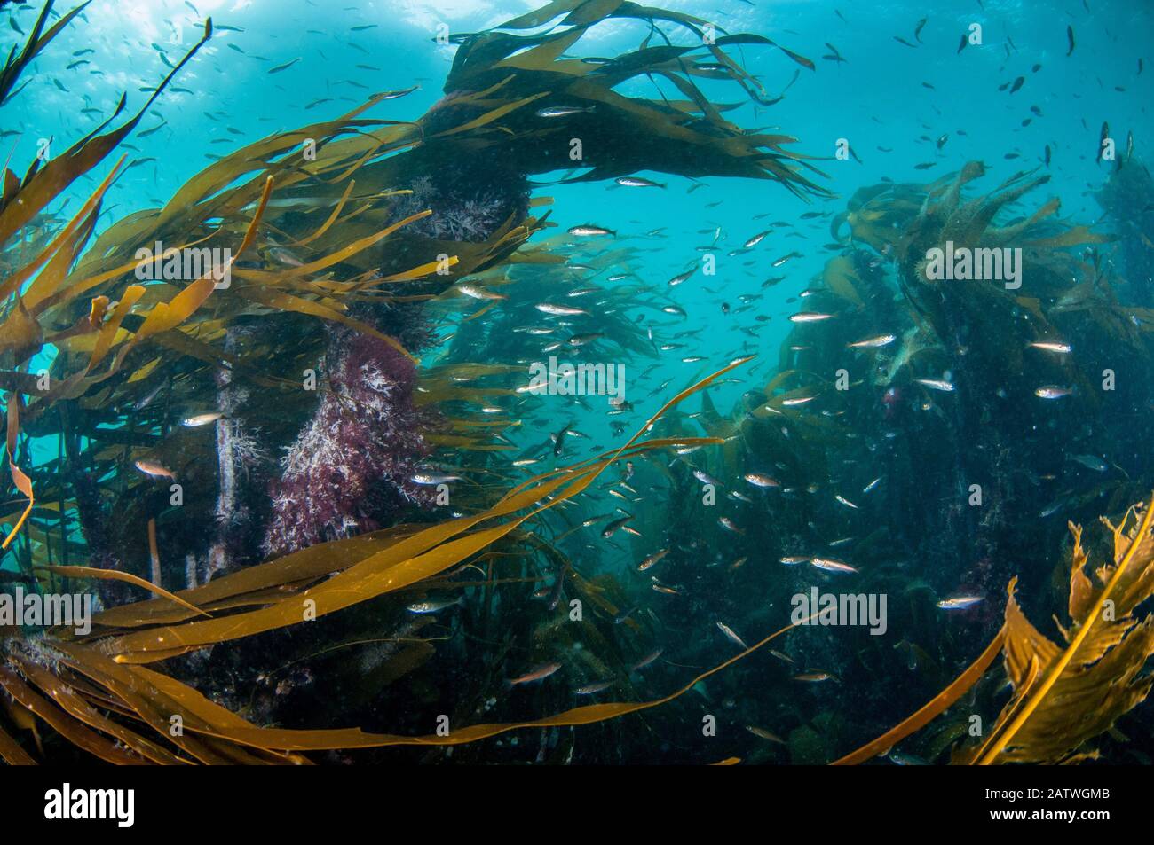 Kelp foresta (Laminaria digitata) con piccoli pesci, Shetland, Scozia, Regno Unito, luglio. Foto Stock