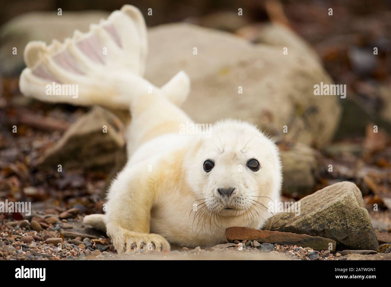 Giovane foca grigia pup (Halichoerus grypus) recentemente nato su una spiaggia a Orkney, Scozia, Regno Unito, aprile. Foto Stock