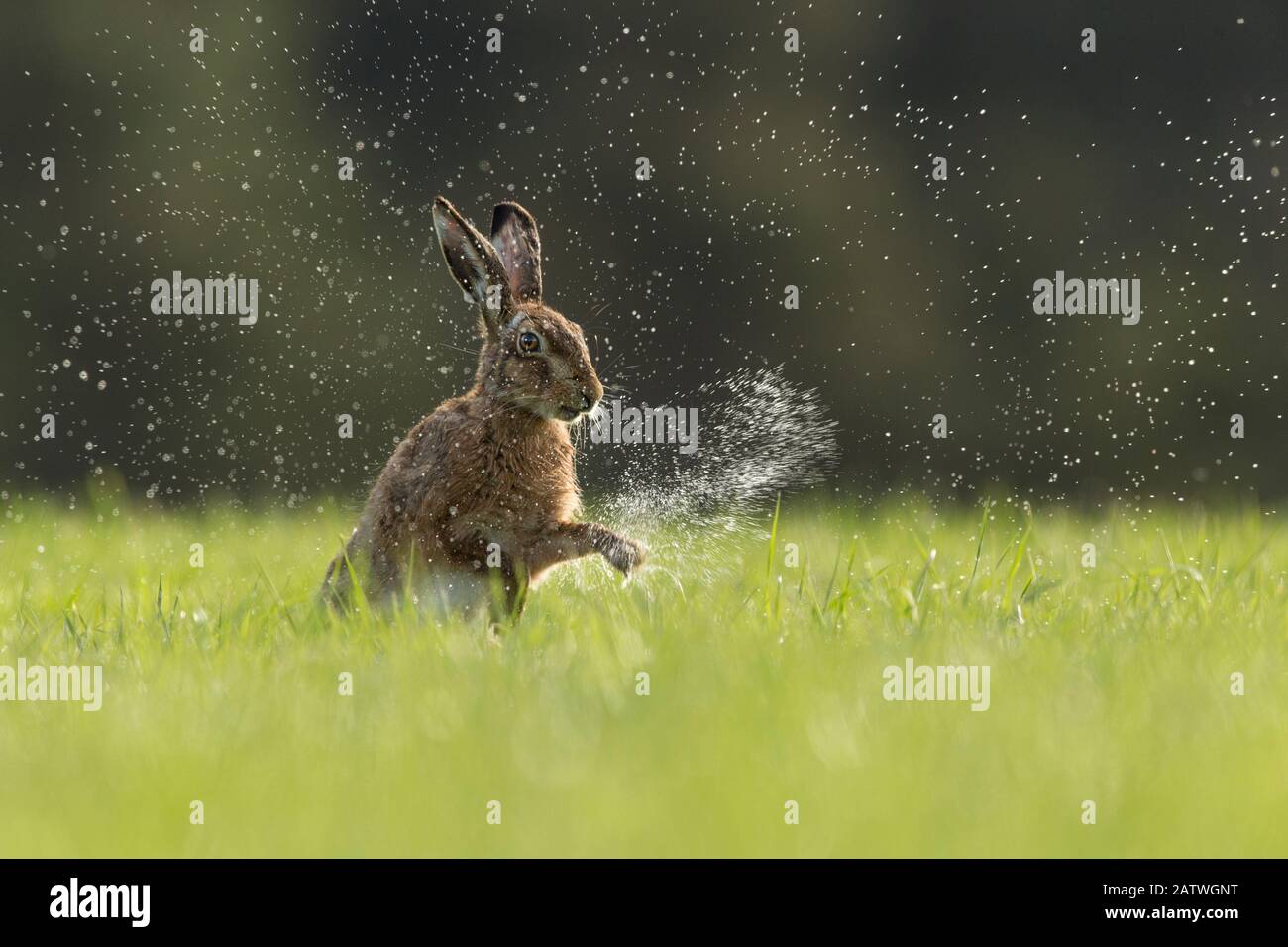 Brown Hare (Lepus europaeus) scuotendo l'acqua dalle zampe anteriori , Scozia, UK.May Foto Stock