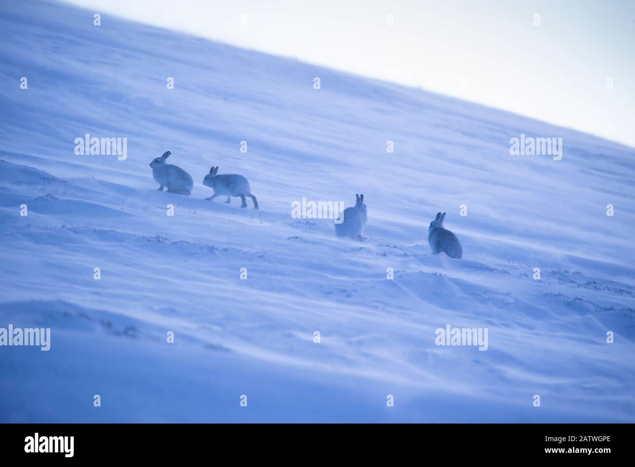 Mountain Hare, (Lepus timidus), quattro animali su collina innevata in inverno, Scozia, Regno Unito, febbraio. Foto Stock