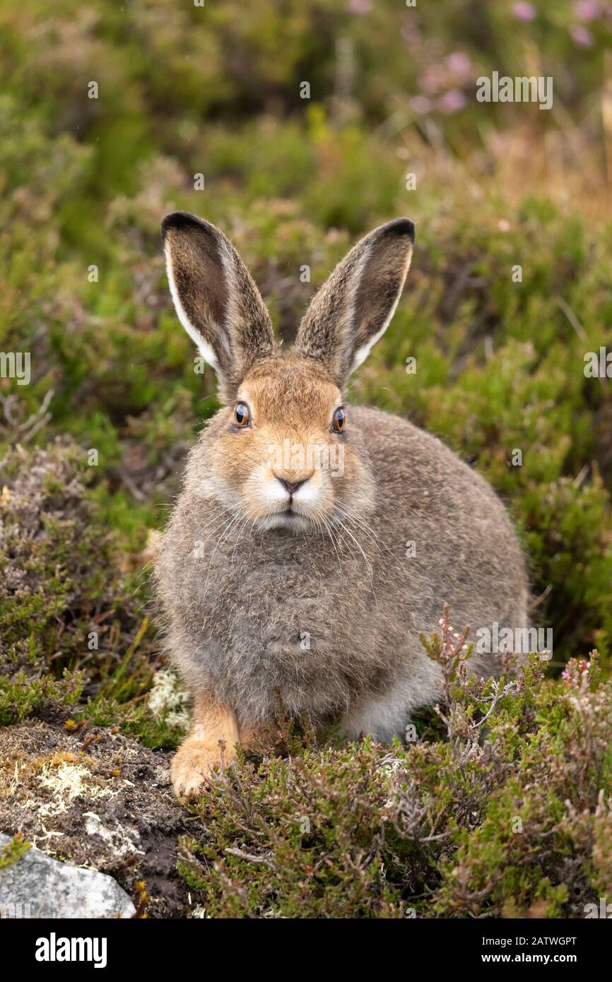 Mountain Hare (Lepus timidus), sub-adulto in camice estivo su brughiera, Scozia, Regno Unito, agosto. Foto Stock