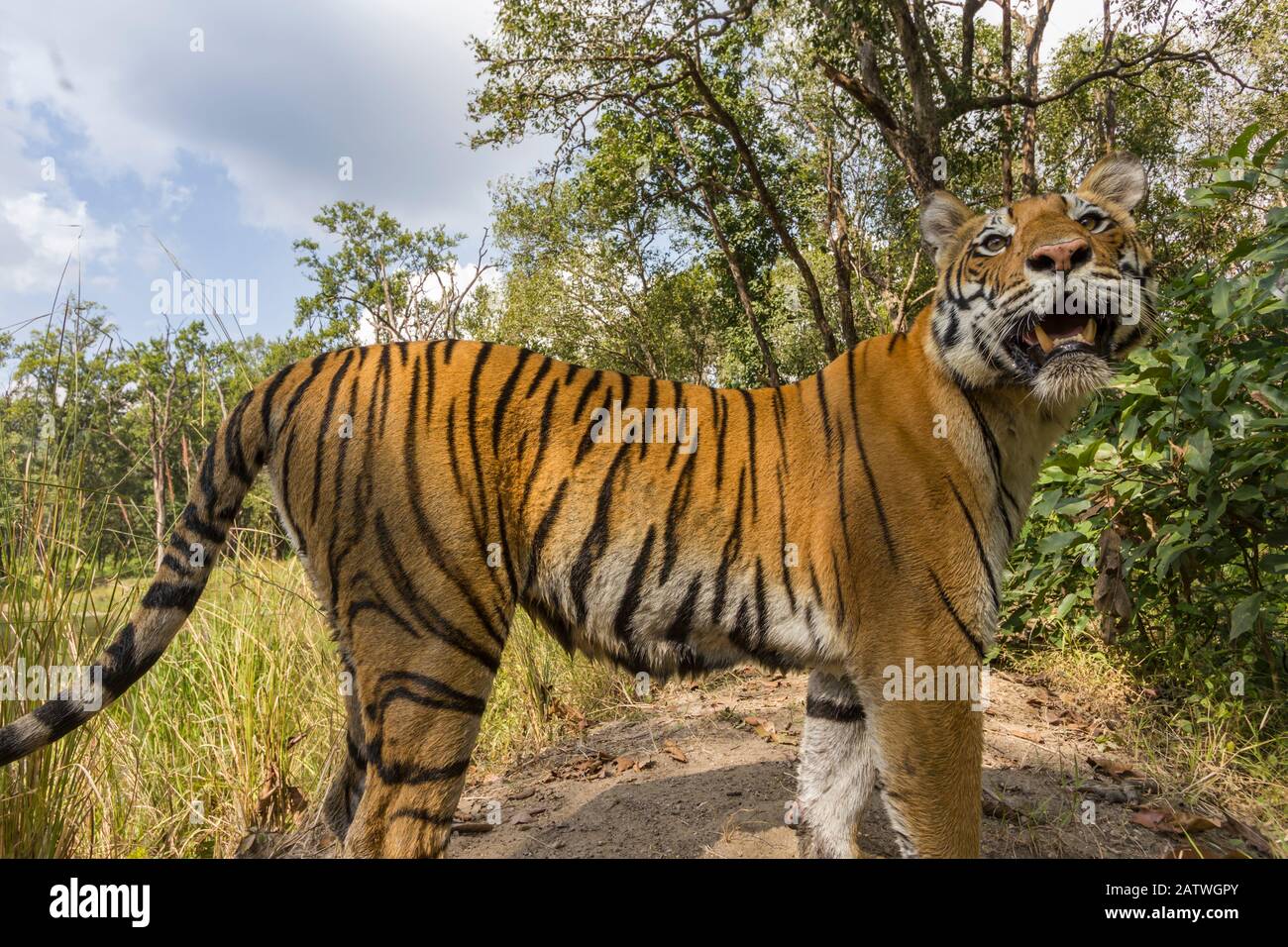 Tigre del Bengala (panthera tigris tigirs) tigre, arresto dovuto il suono dalla macchina fotografica mentre pattugliano, Parco Nazionale di Kanha, India centrale. Immagine trappola telecamera. Foto Stock
