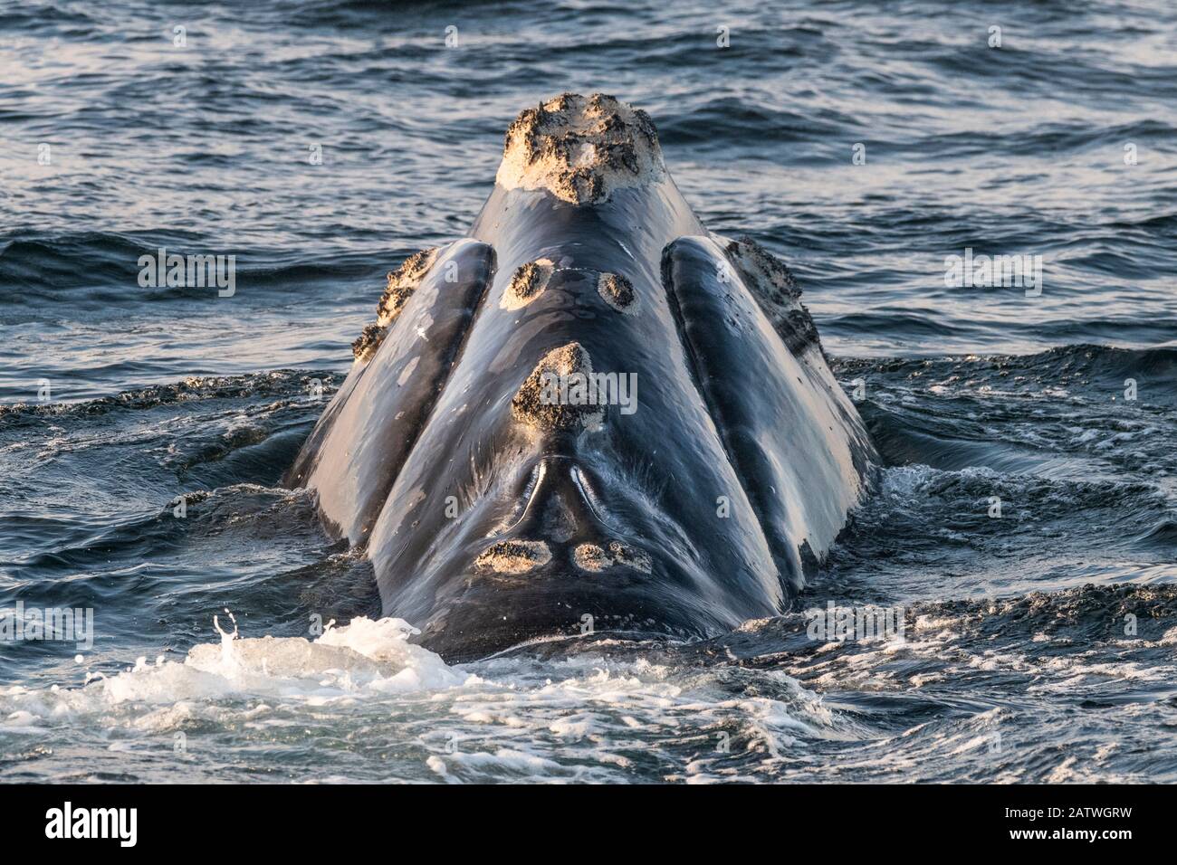 Testa di una balena destra del Nord Atlantico (Eubalaena glacialis) che mostra calloities, macchie di pelle irruvidita che sono unici per ogni balena. Golfo Di San Lorenzo, Canada. Stato IUCN: In pericolo. Agosto Foto Stock