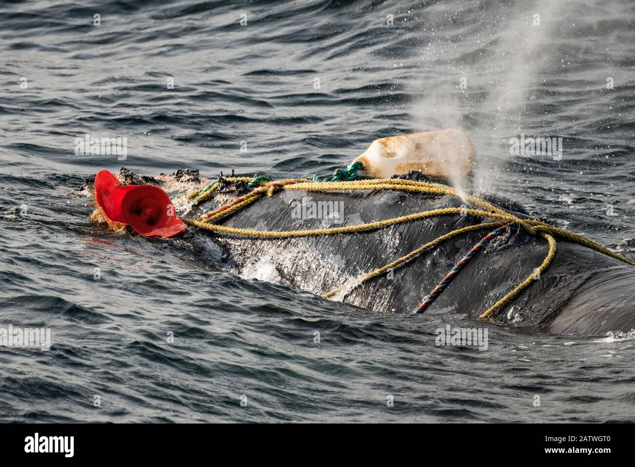 Le corde di pesca avvolgono la macchia di una balena destra dell'Atlantico settentrionale fortemente impigliata (Eubalaena glacialis) nel Golfo di San Lorenzo, in Canada. L'entanglement degli attrezzi da pesca è una causa principale di morte nelle balene destre dell'Atlantico settentrionale. Stato IUCN: In pericolo. Luglio Foto Stock