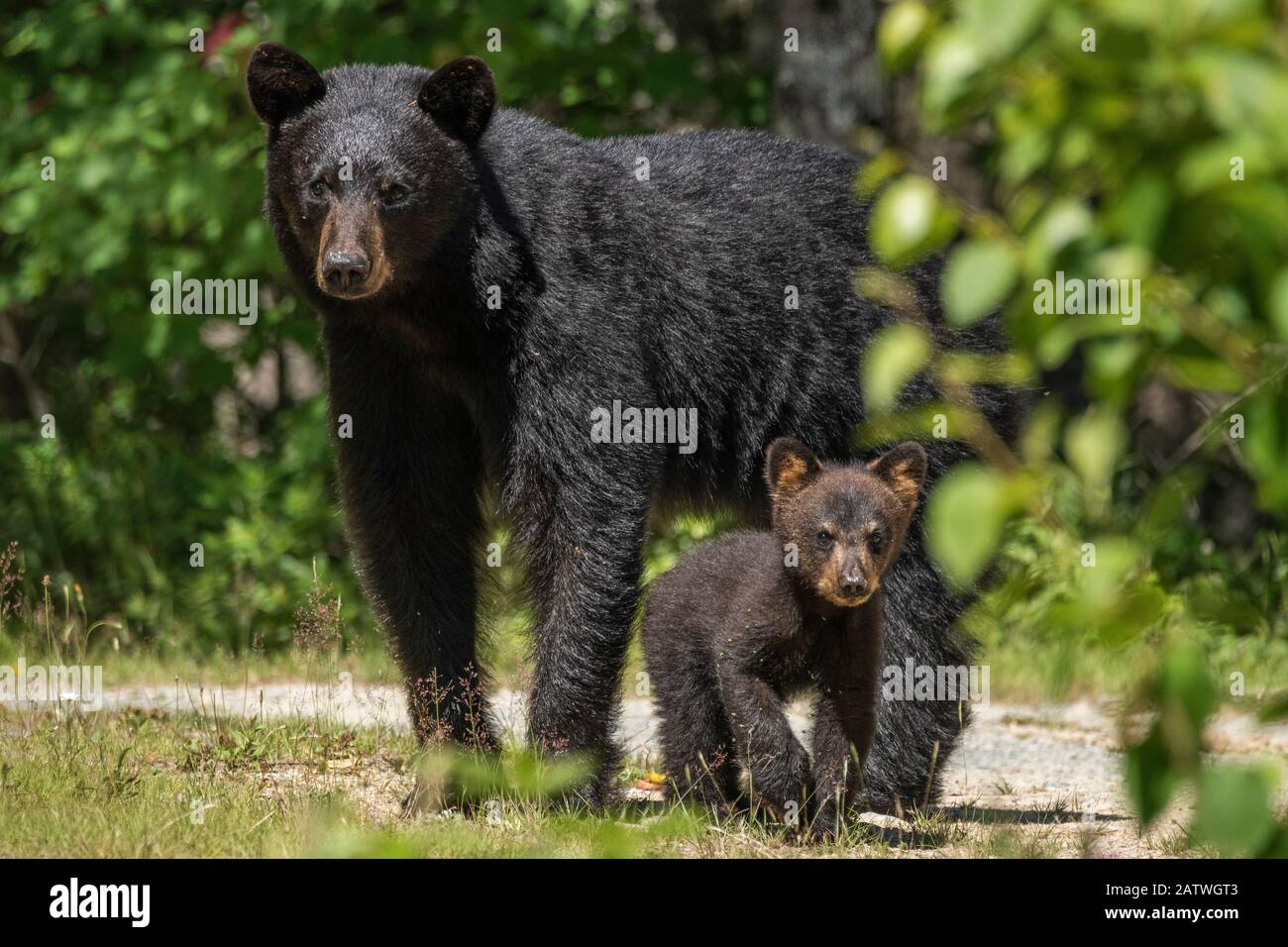 Un orso nero americano femminile (Ursus americanus) e il suo giovane cucciolo, Nova Scotia, Canada. Luglio. Foto Stock