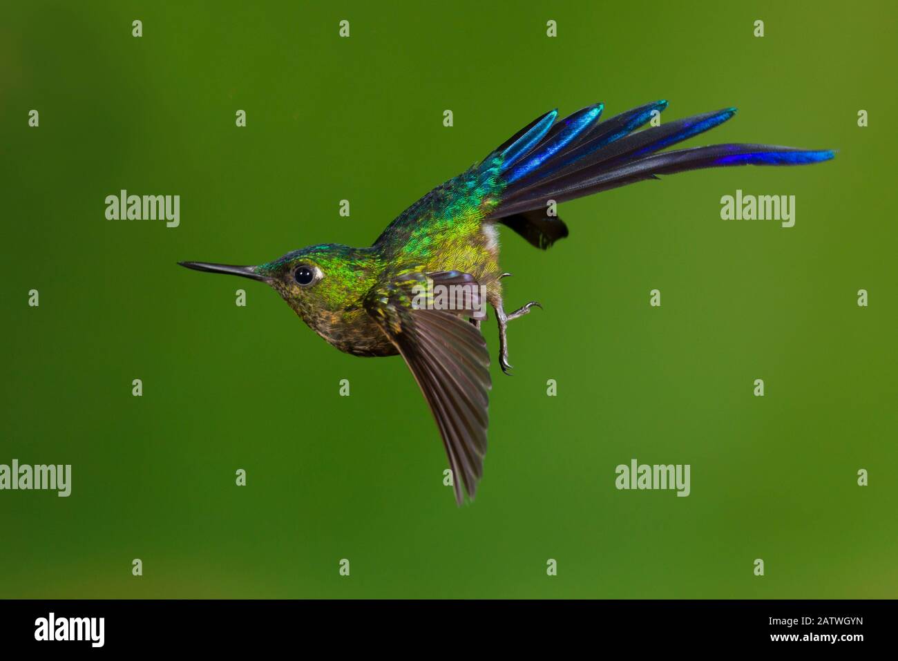 sylph hummingbird (Aglaiocercus coelestis) dalla coda viola in volo, circa per atterrare. Ecuador, Maggio. Foto Stock