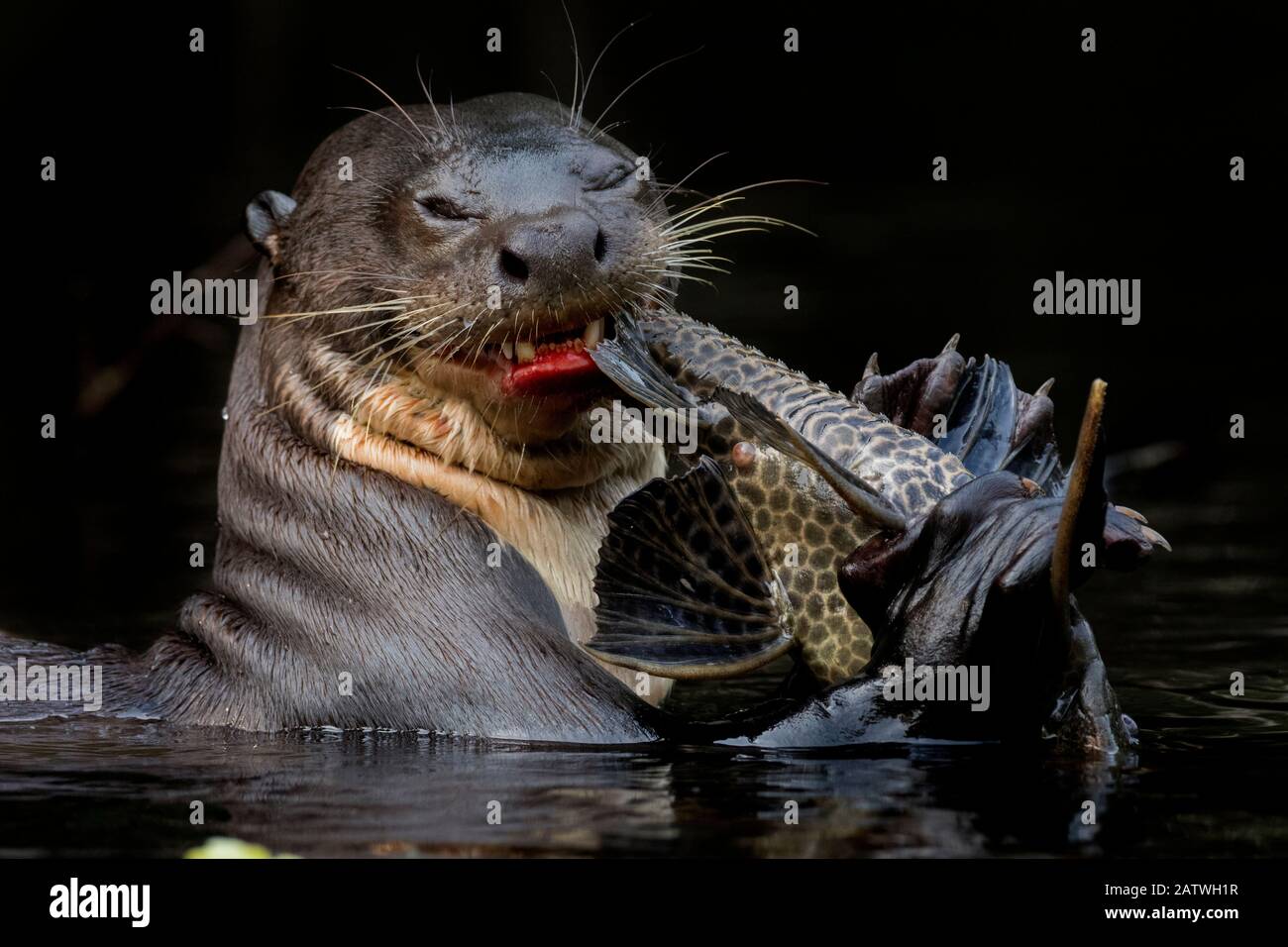 Lontra gigante del fiume (Pteronura brasiliensis) che mangia un pesce gatto. Parco Nazionale Di Yasuni, Orellana, Ecuador Foto Stock