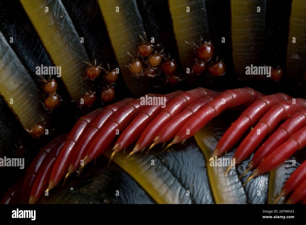 Millipede amazzonica con parassiti. Parco Nazionale Di Sumaco, Napo, Ecuador Foto Stock