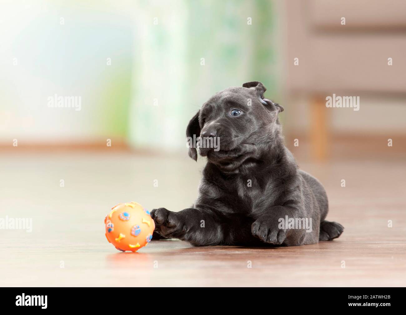 Labrador Retriever. Cucciolo che gioca con una palla. Germania Foto Stock