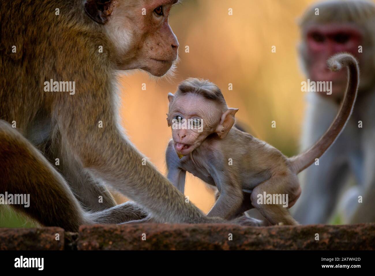 Toque Macaques (Macaca Sinica) Polonnaruwa, Provincia Centrale, Sri Lanka Foto Stock