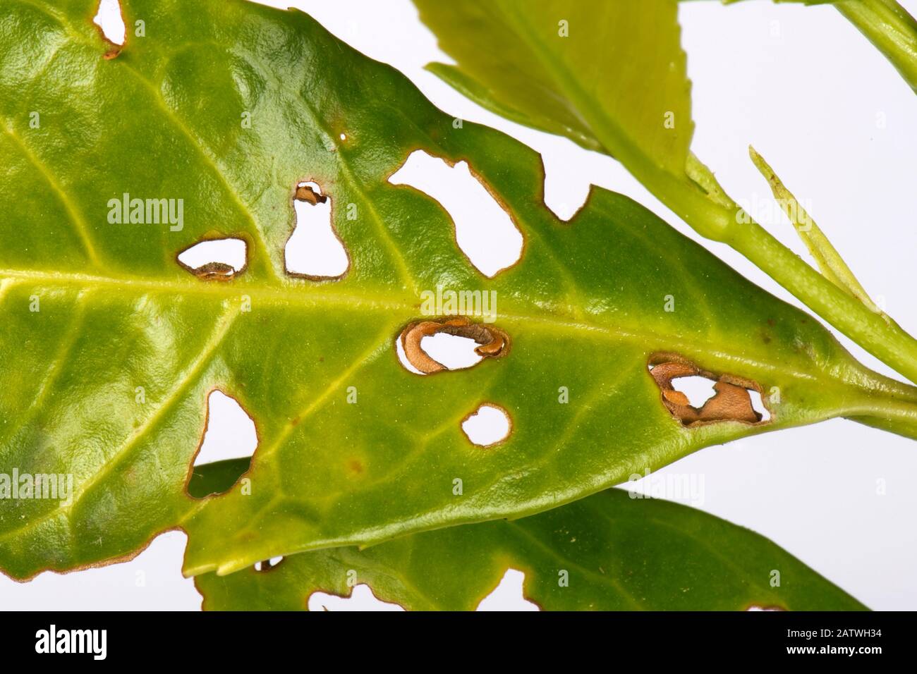 Foro batterico (Pseudomonas syringae) ha colpito foglie di alloro, Prunus laurocerasus, in una siepe giardino, Berkshire, Inghilterra, Regno Unito. Maggio. Foto Stock